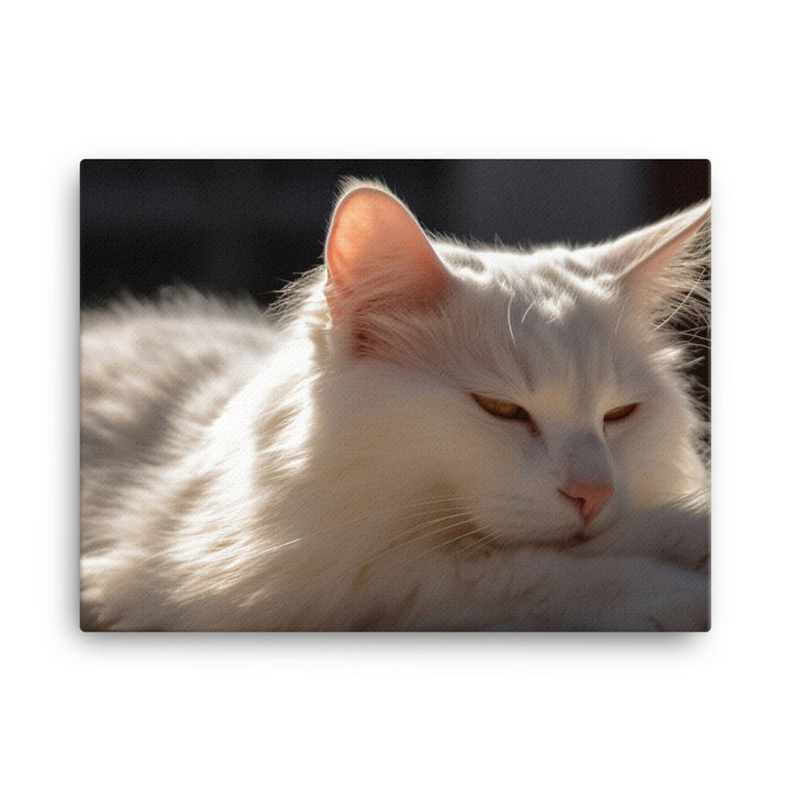 Graceful Turkish Angora relaxing in the sun canvas - Posterfy.AI