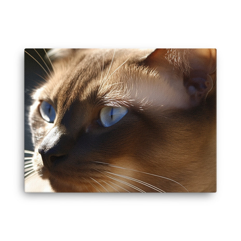 Beautiful Burmese in the Sun canvas - Posterfy.AI