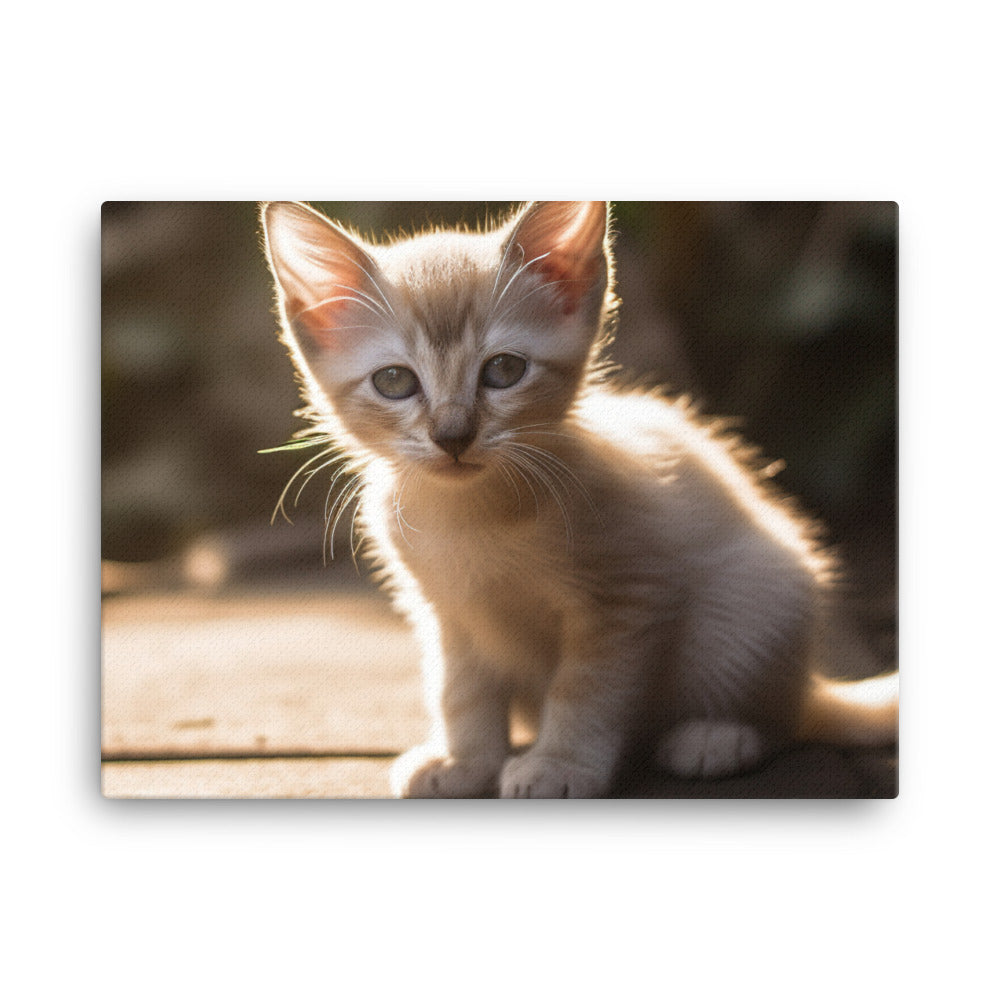 Curious Balinese Kitten in Sunlight canvas - Posterfy.AI