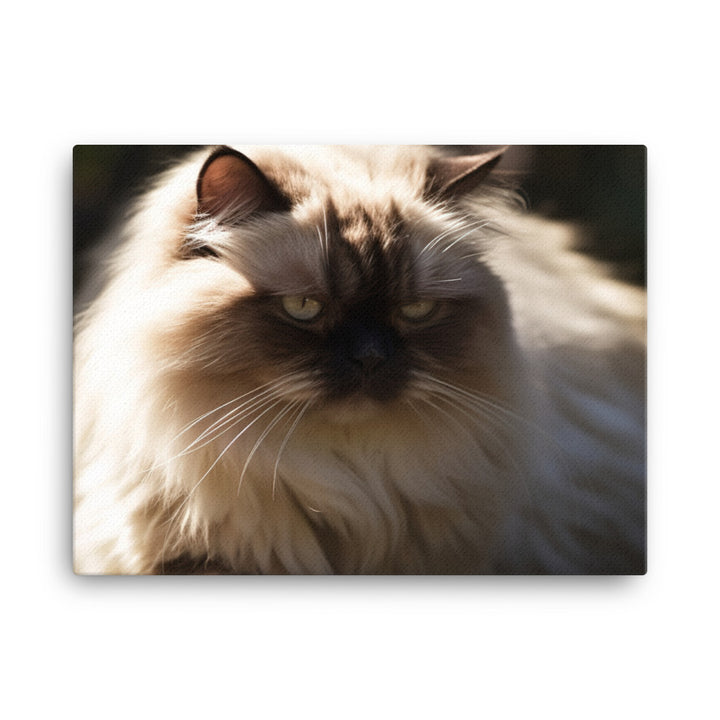 Himalayan cat enjoying a sunbeam canvas - Posterfy.AI