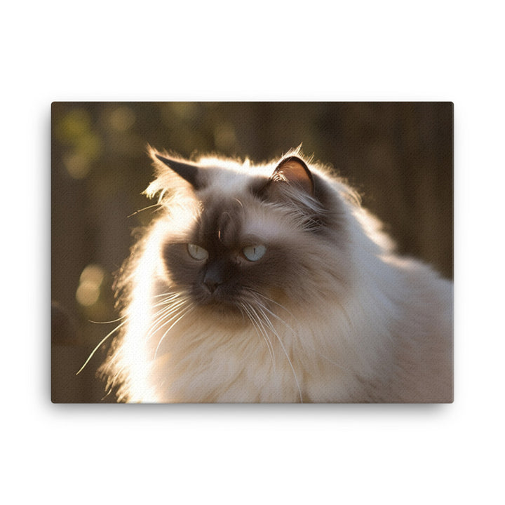 Himalayan cat enjoying a sunbeam canvas - Posterfy.AI