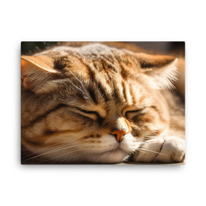 Scottish Fold cat basking in a sunbeam canvas - Posterfy.AI