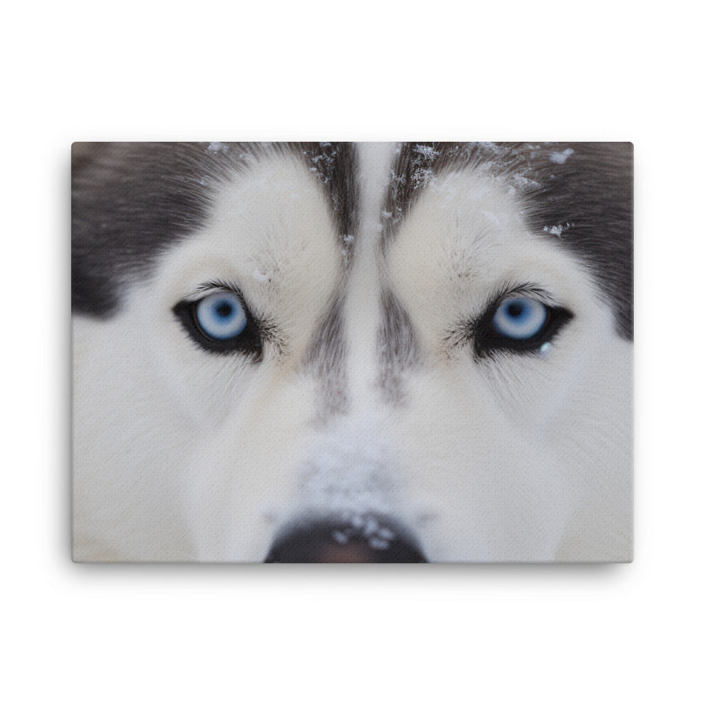 Siberian Huskys nose covered in snow canvas - Posterfy.AI