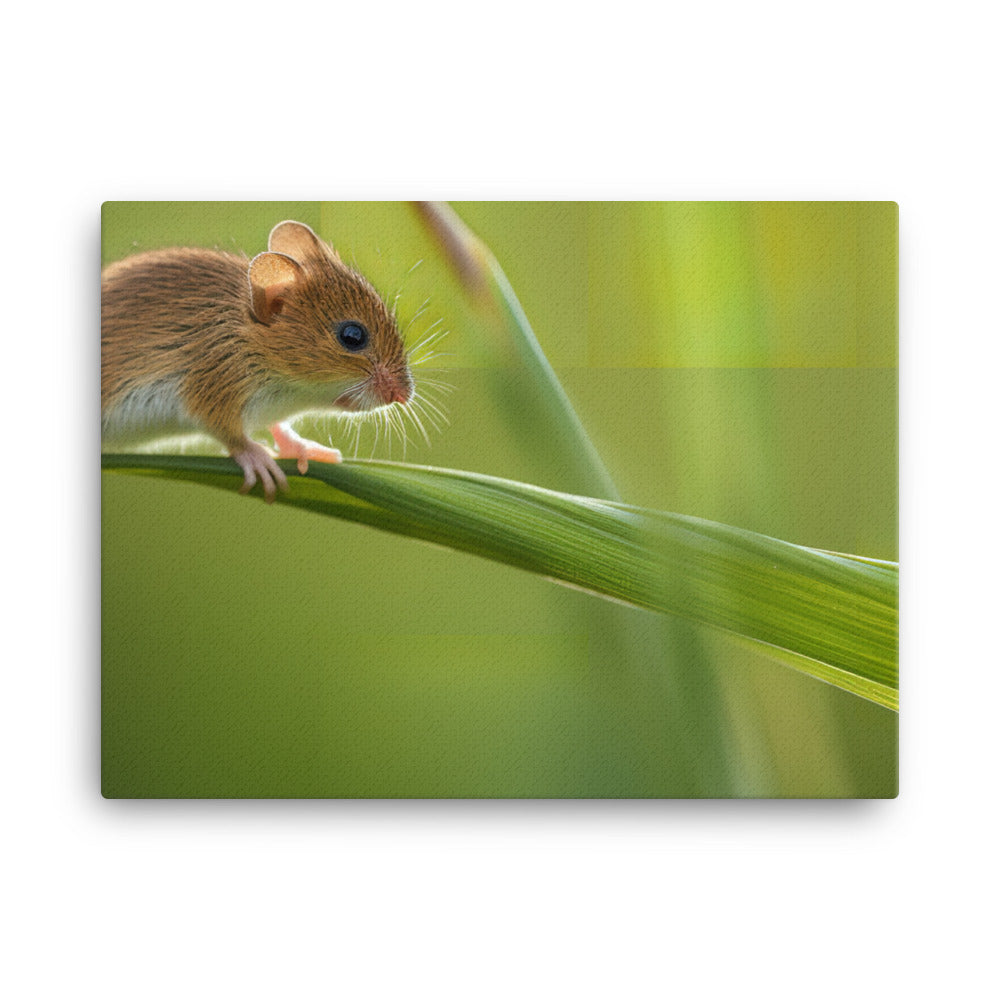 Harvest Mouse balancing on a blade of grass canvas - Posterfy.AI