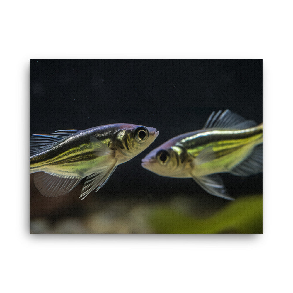 Zebrafish Pair Dancing in Aquarium canvas - Posterfy.AI