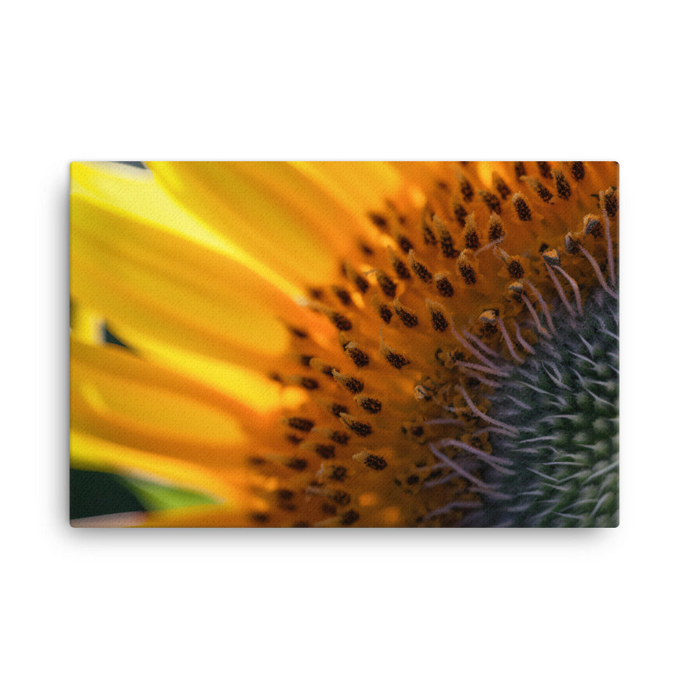 Up Close and Personal with Sunflowers canvas - Posterfy.AI