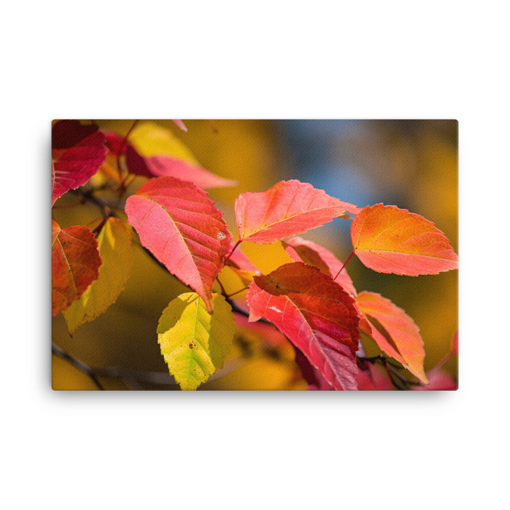 Vibrant Fall Foliage canvas - Posterfy.AI