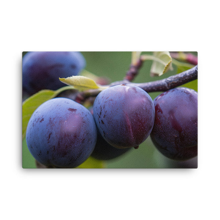 Plums on a Tree canvas - Posterfy.AI