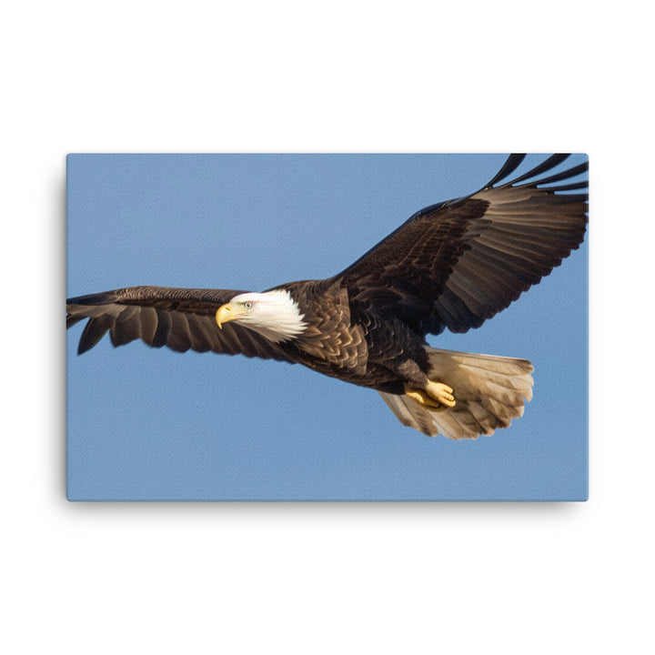 Majestic Bald Eagle Soaring in the Sky canvas - Posterfy.AI