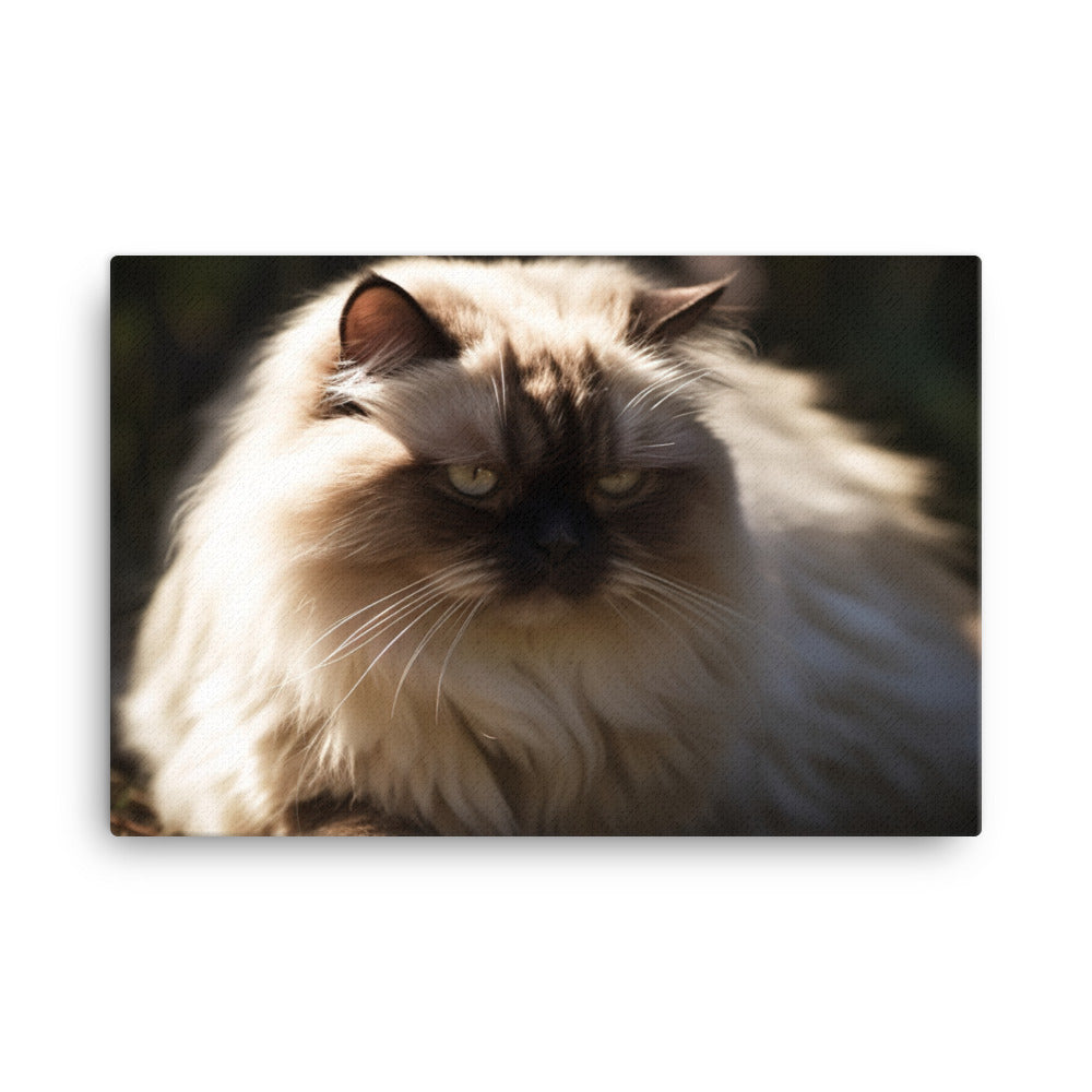 Himalayan cat enjoying a sunbeam canvas - Posterfy.AI