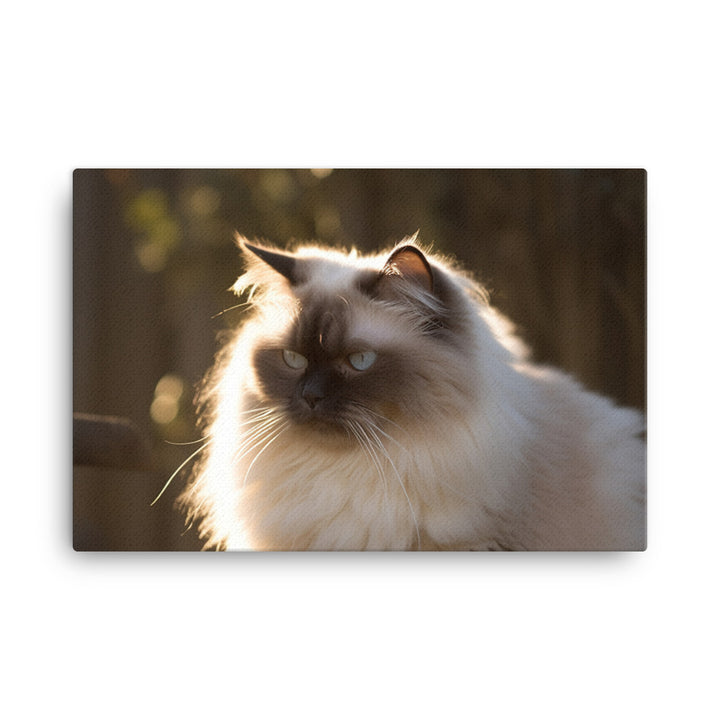 Himalayan cat enjoying a sunbeam canvas - Posterfy.AI