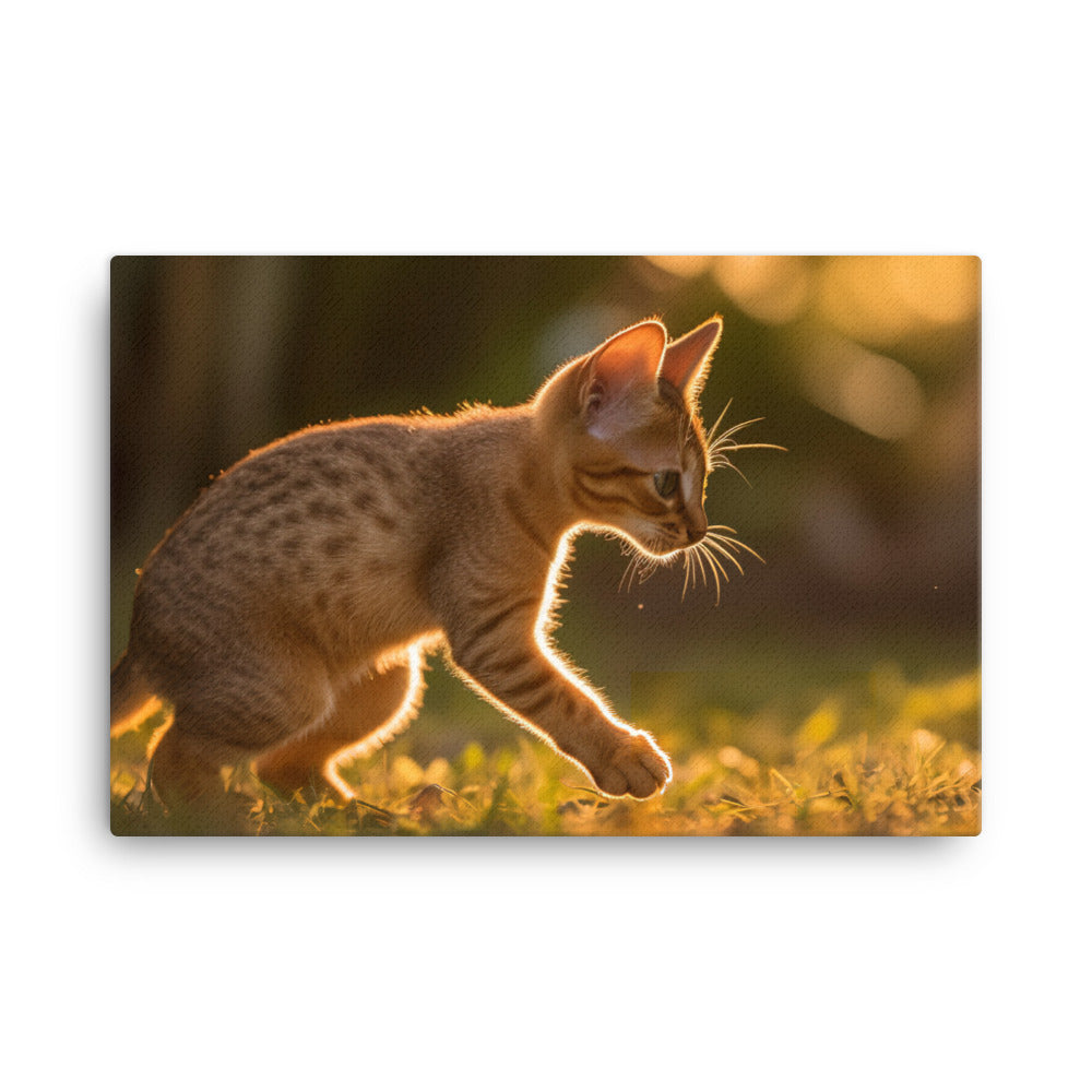 Playful Abyssinian kitten at sunset canvas - Posterfy.AI