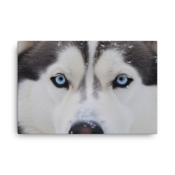 Siberian Huskys nose covered in snow canvas - Posterfy.AI