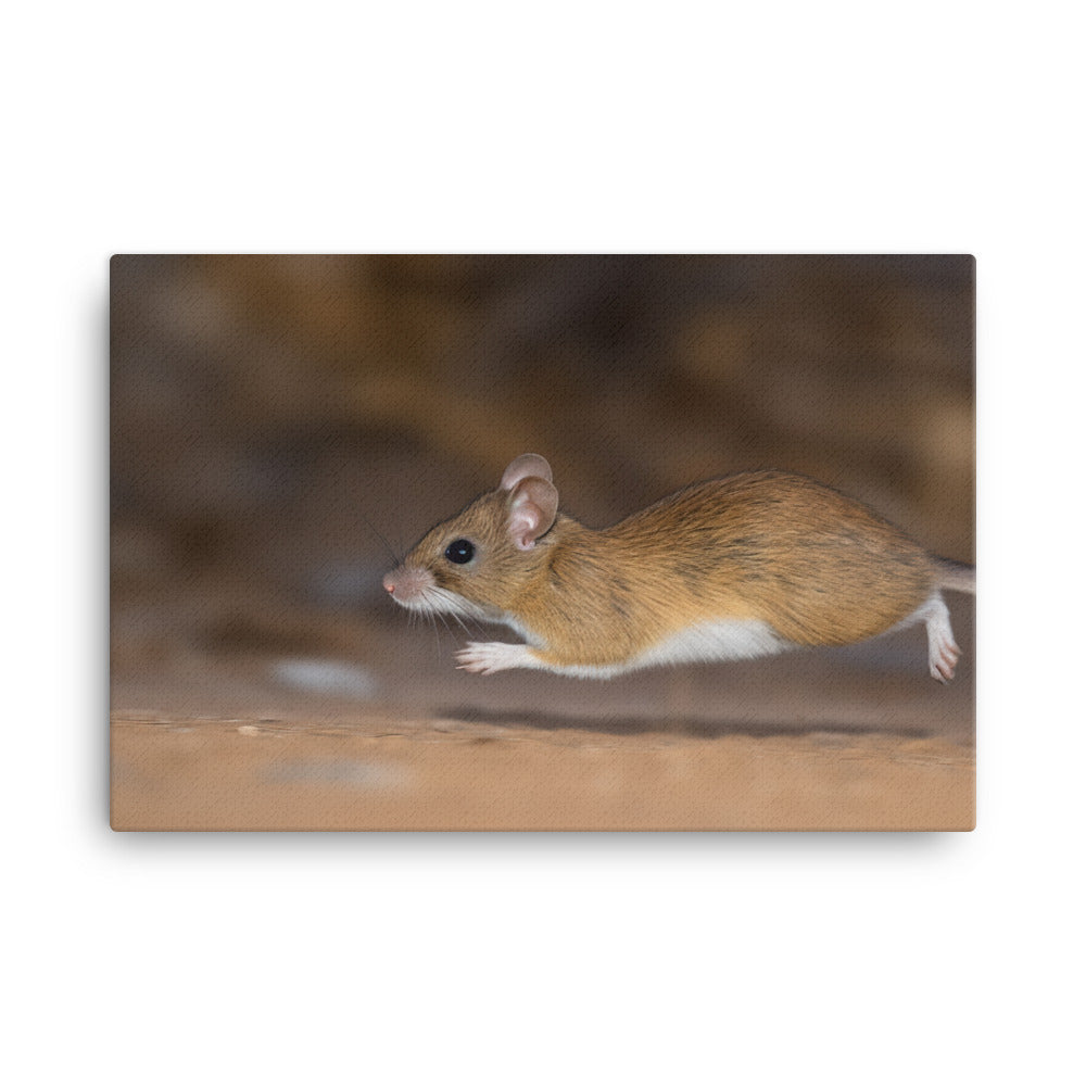 Action Shot of a Deer Mouse on the Move canvas - Posterfy.AI