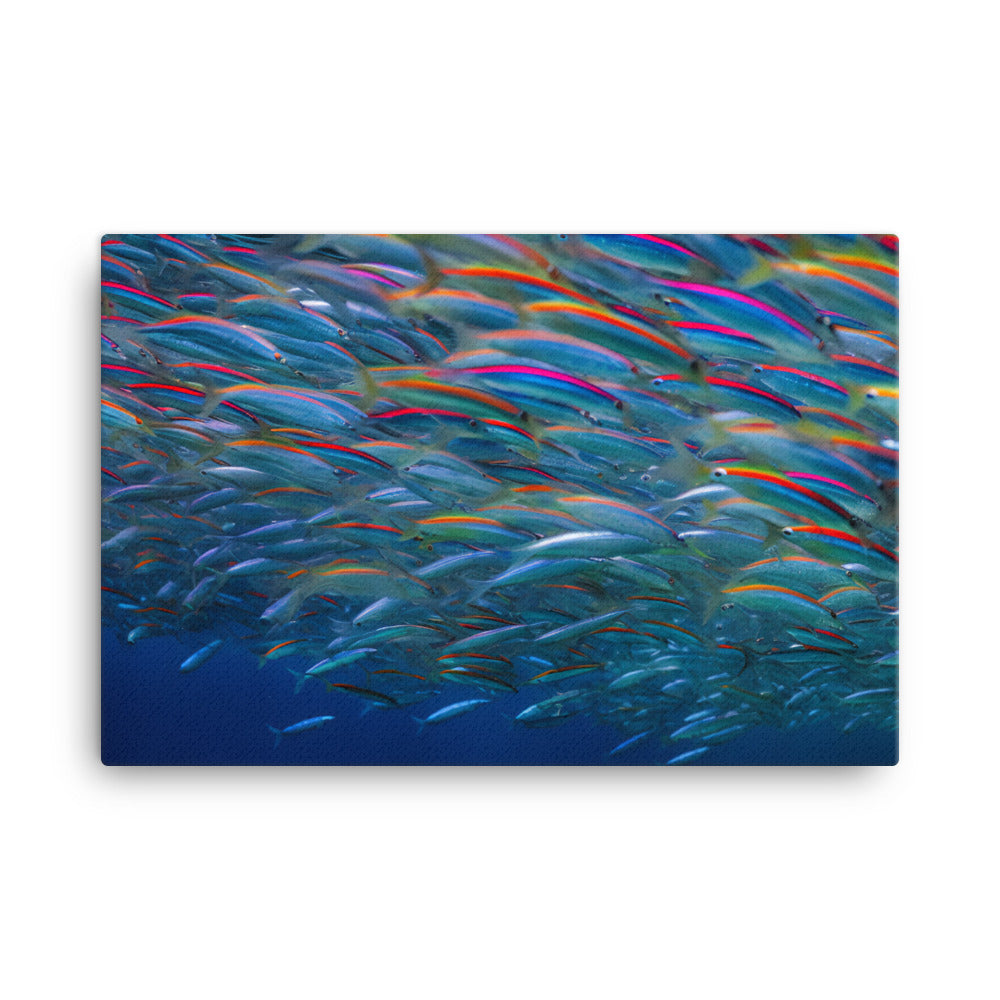 Rainbow Fish Schooling canvas - Posterfy.AI