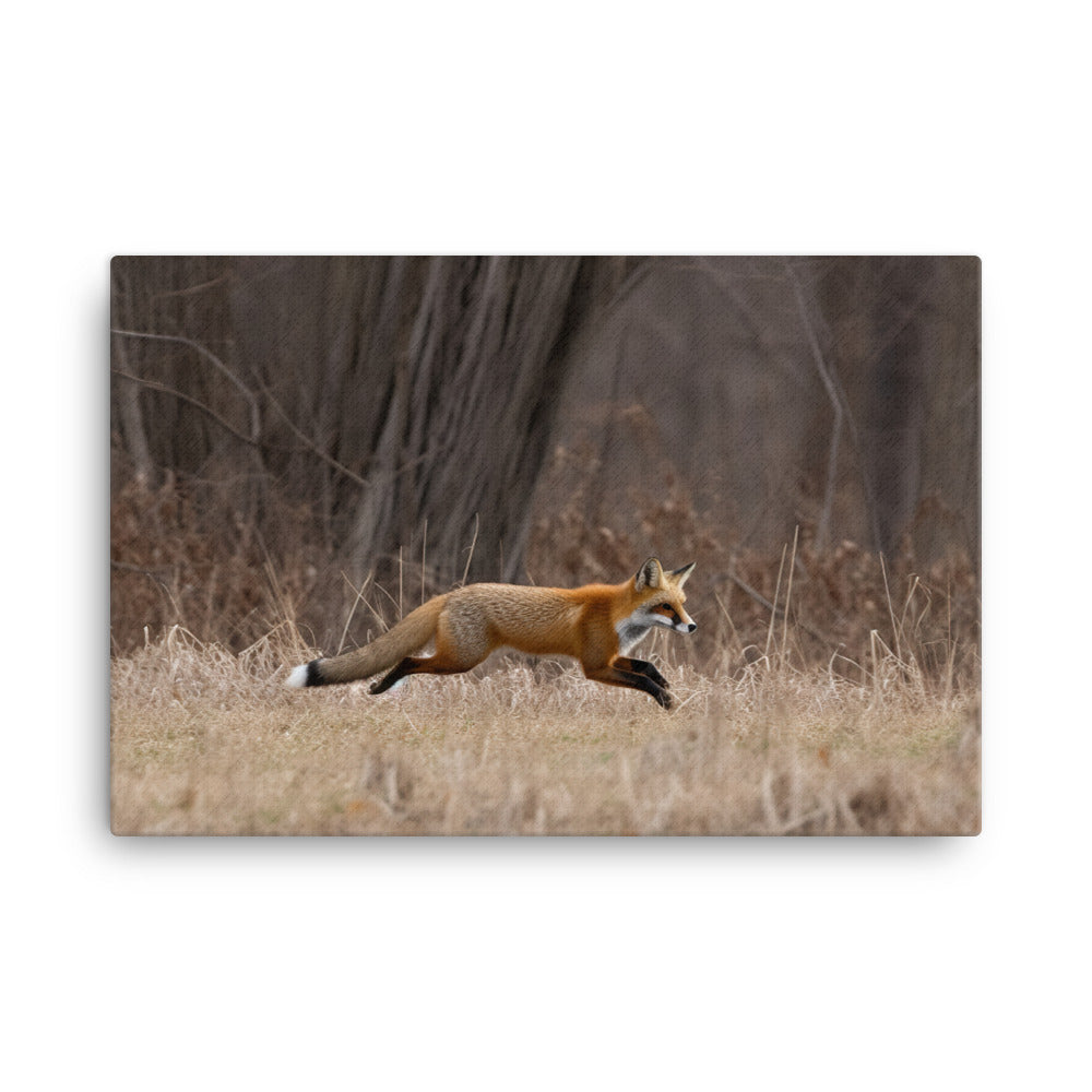 Red Fox Hunting for Prey canvas - Posterfy.AI