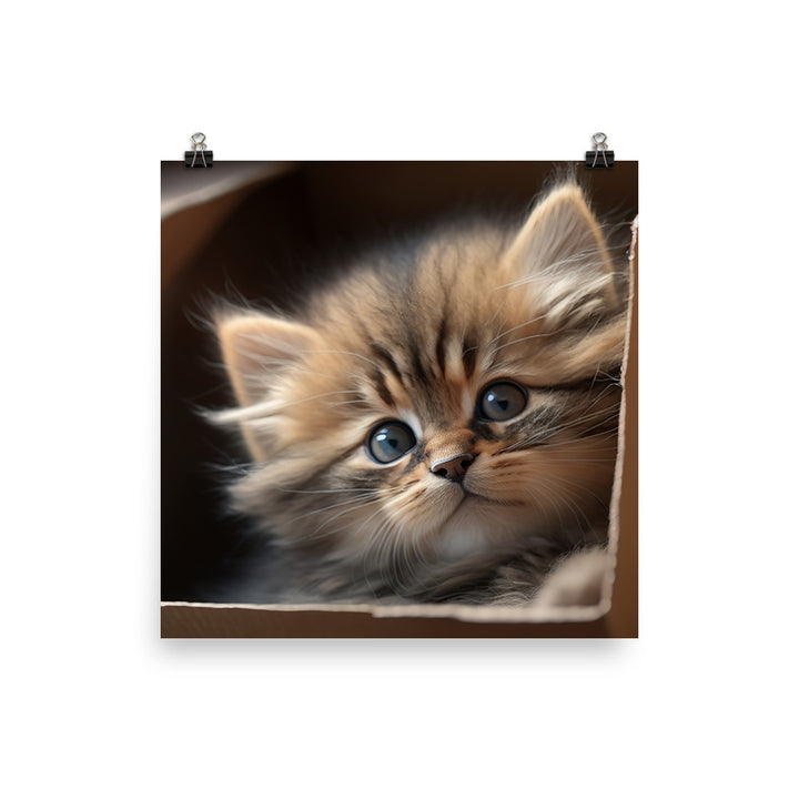 A fluffy kitten peering curiously out of a small cardboard box photo paper poster - Posterfy.AI