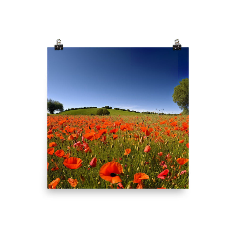 Vibrant Poppy blooms against a blue sky photo paper poster - Posterfy.AI
