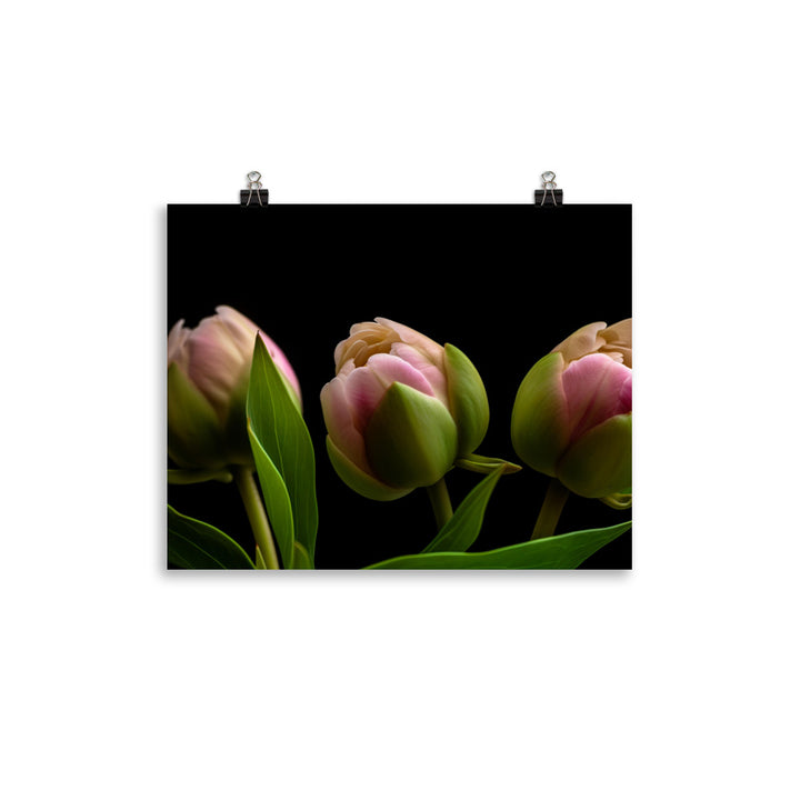 Peony Buds on the Verge of Blooming photo paper poster - Posterfy.AI