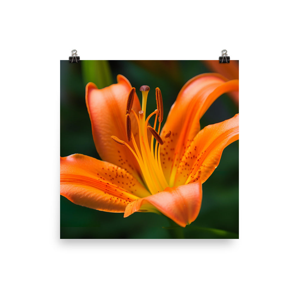 Orange Lily in the Garden photo paper poster - Posterfy.AI