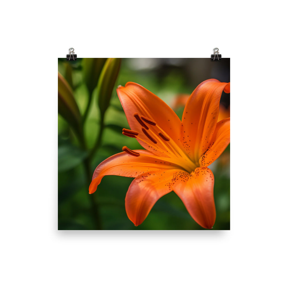 Orange Lily in the Garden photo paper poster - Posterfy.AI