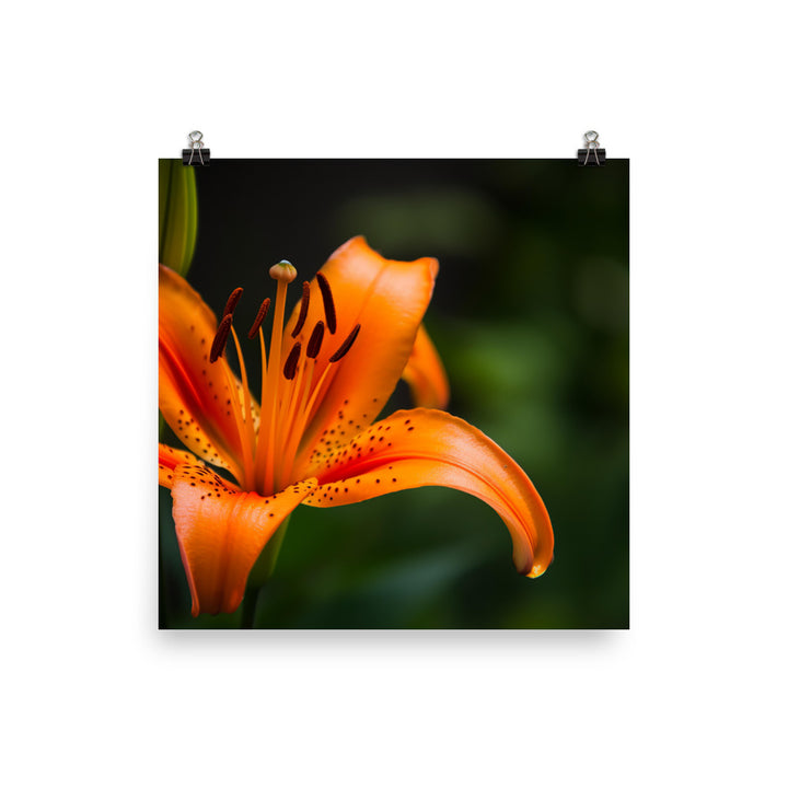 Orange Lily in the Garden photo paper poster - Posterfy.AI