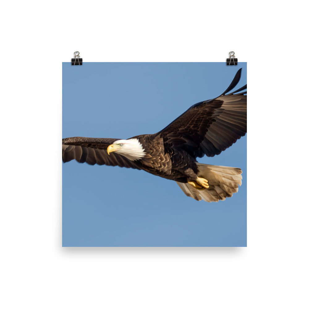 Majestic Bald Eagle Soaring in the Sky photo paper poster - Posterfy.AI