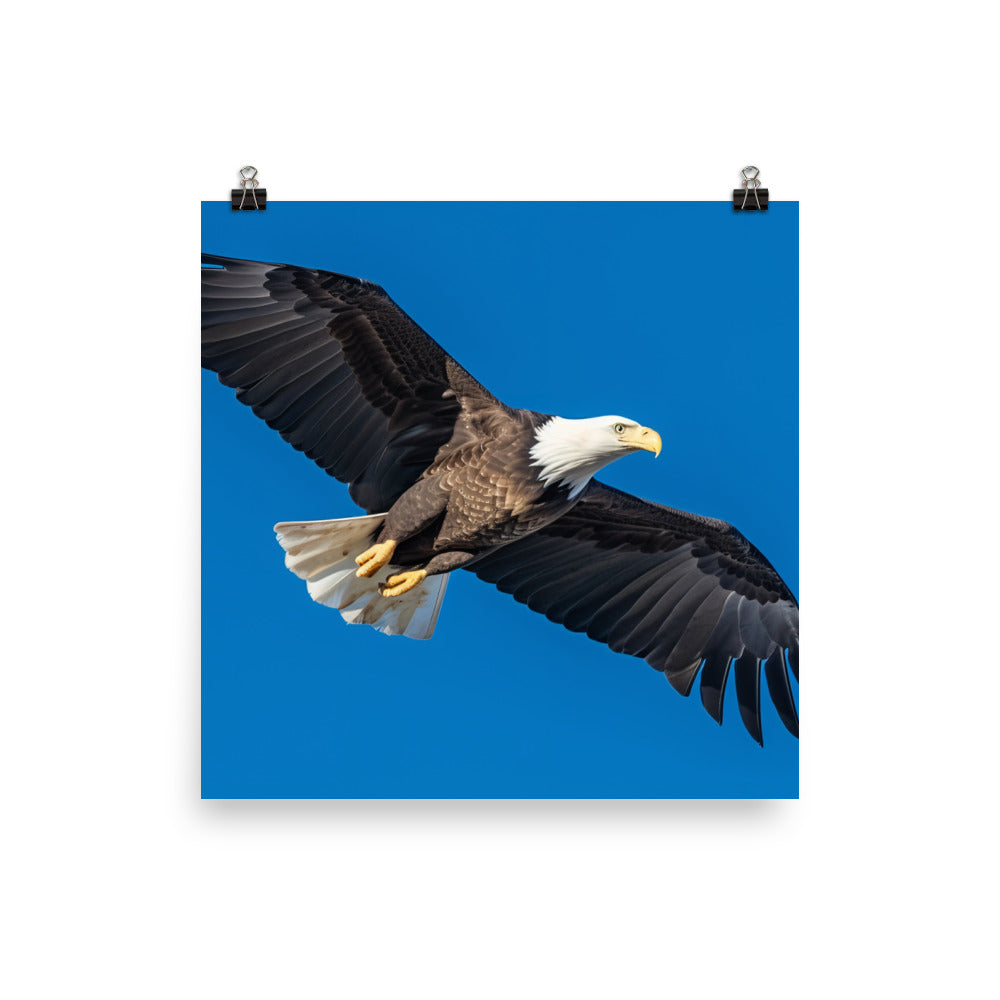 Beautiful Bald Eagle in Flight Against the Blue Sky photo paper poster - Posterfy.AI
