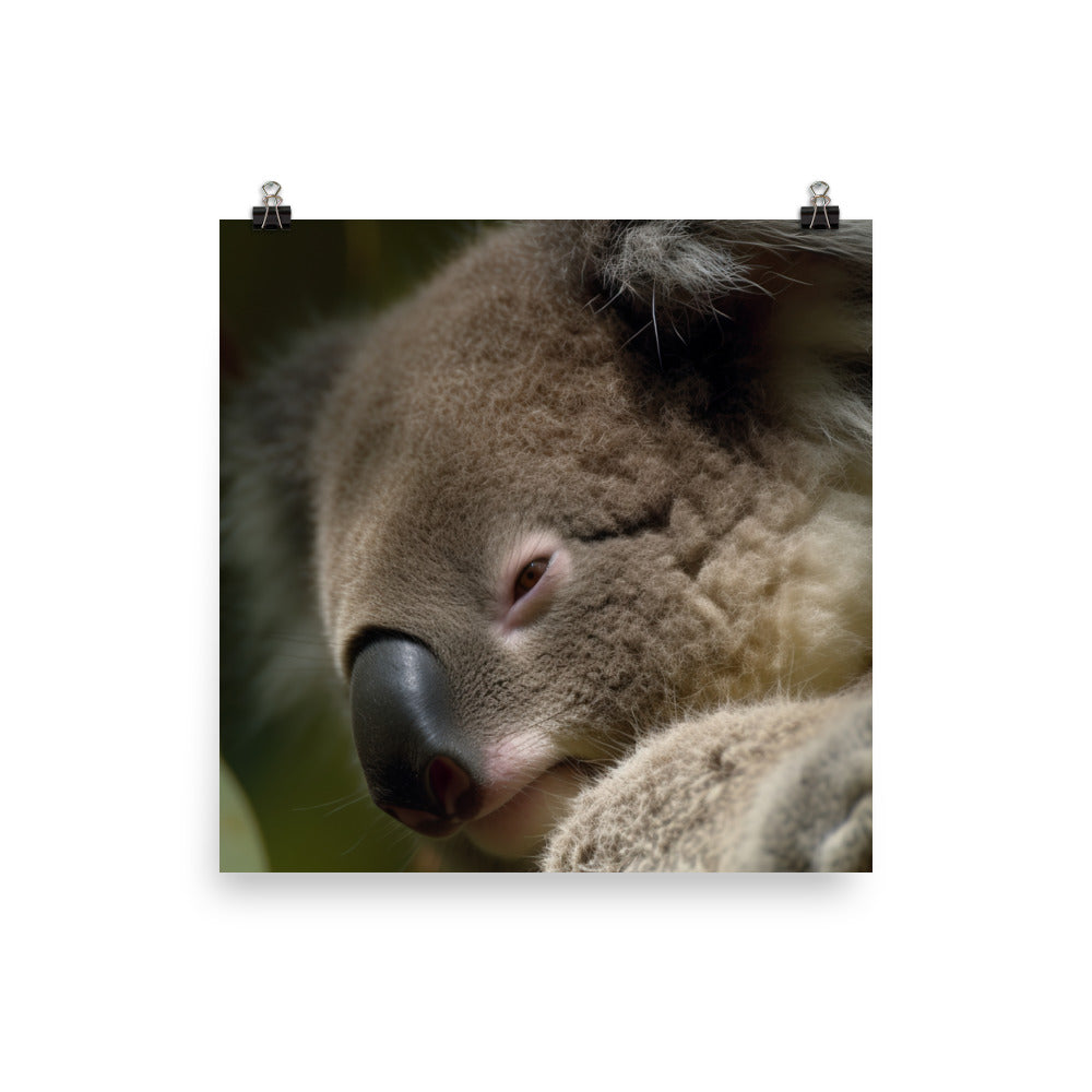 Sleepy Koala Snuggled Up in a Tree photo paper poster - Posterfy.AI