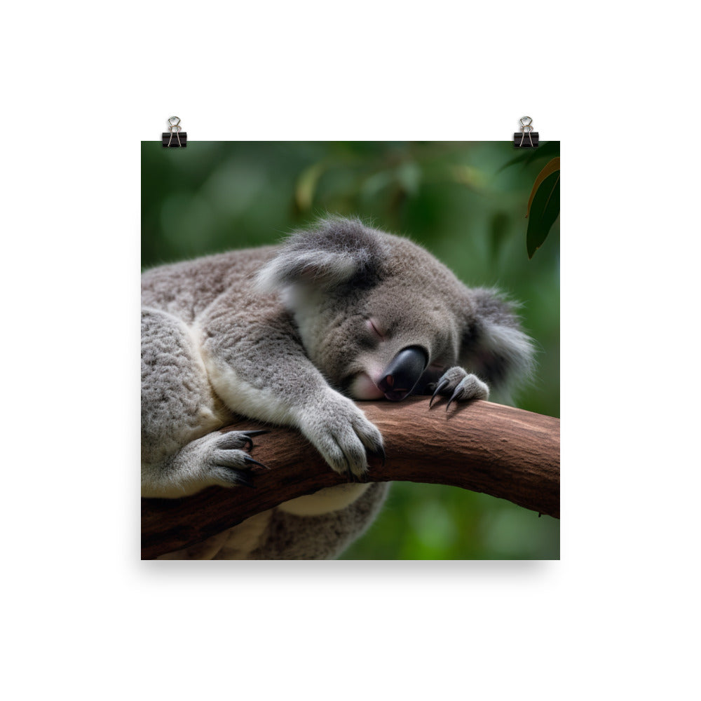 Koala Taking a Nap on a Tree Branch photo paper poster - Posterfy.AI