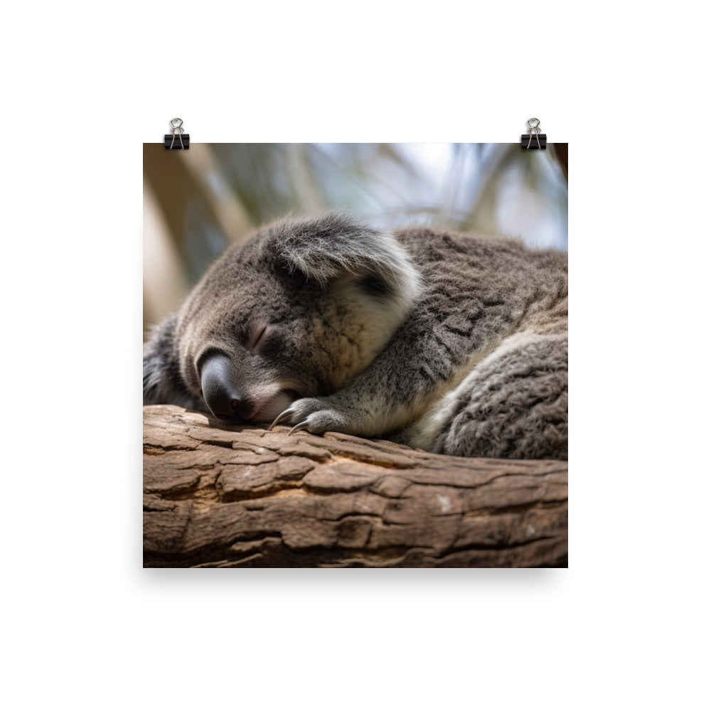 Koala Taking a Nap on a Tree Branch photo paper poster - Posterfy.AI