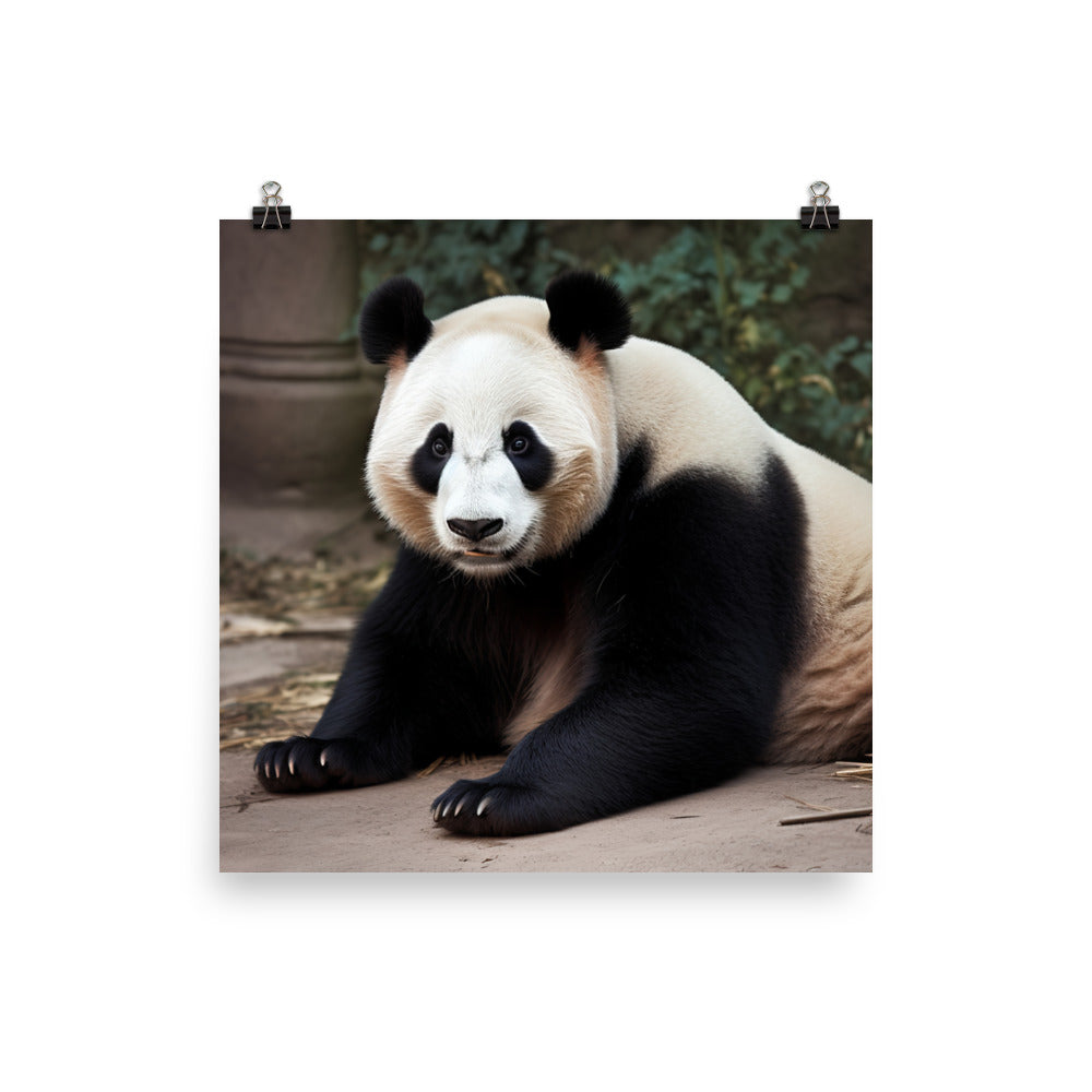 Panda Bear Posing for the Camera photo paper poster - Posterfy.AI