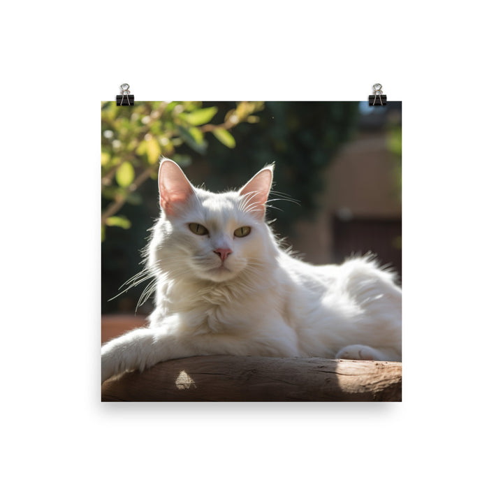 Graceful Turkish Angora relaxing in the sun photo paper poster - Posterfy.AI