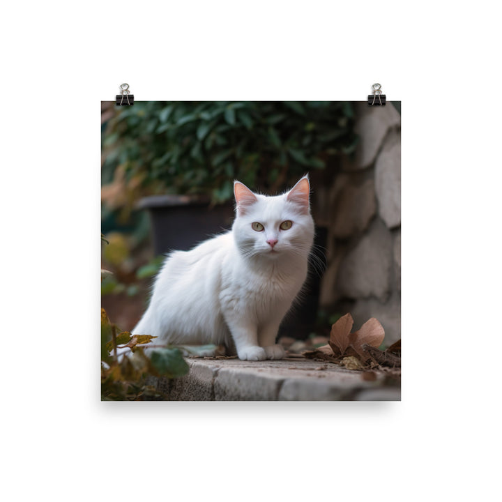 Curious Turkish Angora exploring its surroundings photo paper poster - Posterfy.AI