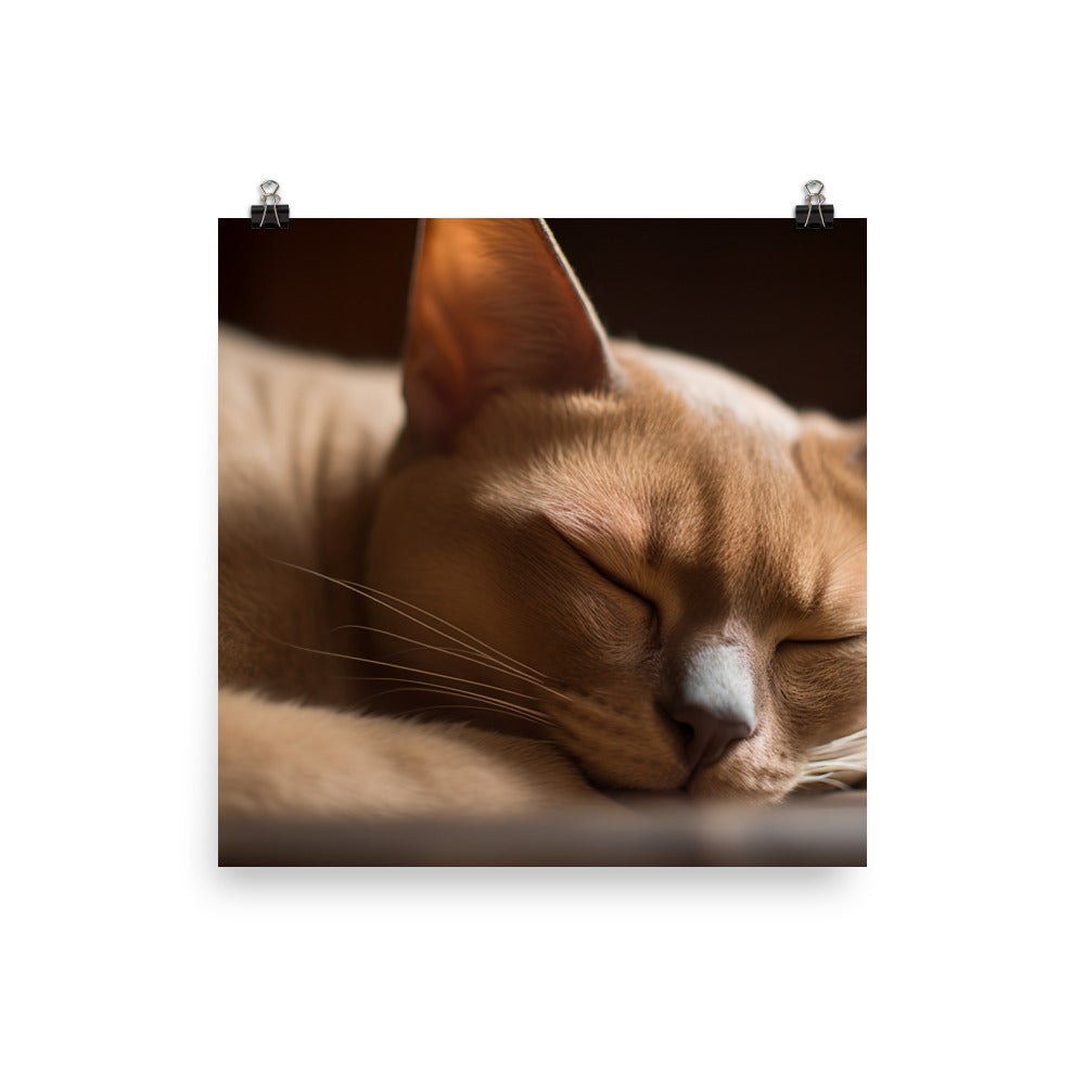 Sleeping Burmese Beauty photo paper poster - Posterfy.AI