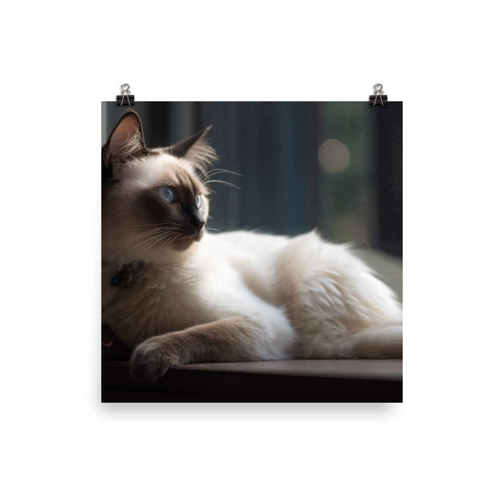 Graceful Balinese Cat Posing on the Window Sill photo paper poster - Posterfy.AI