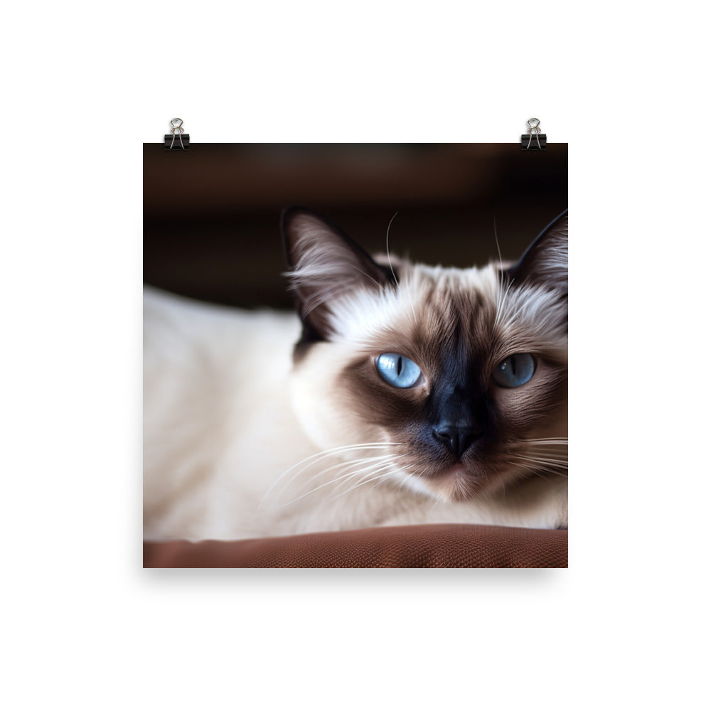 Gorgeous Balinese Cat Relaxing on the Couch photo paper poster - Posterfy.AI