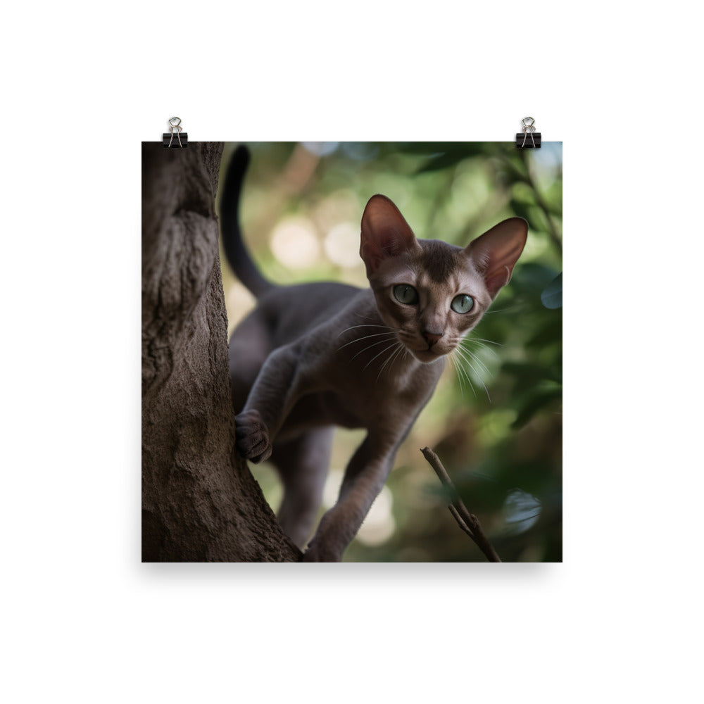 Adventurous Oriental Shorthair Climbing photo paper poster - Posterfy.AI