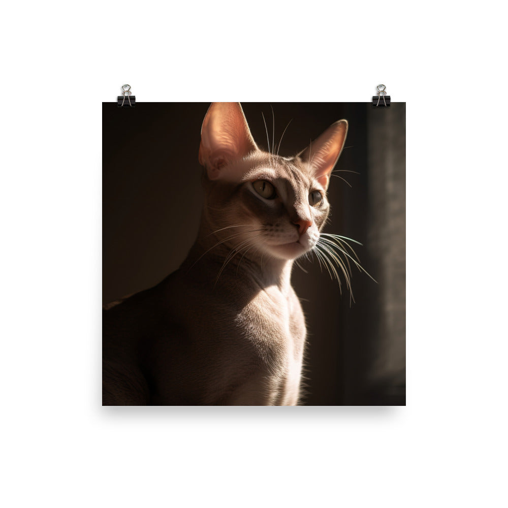 Curious Oriental Shorthair in Sunlight photo paper poster - Posterfy.AI