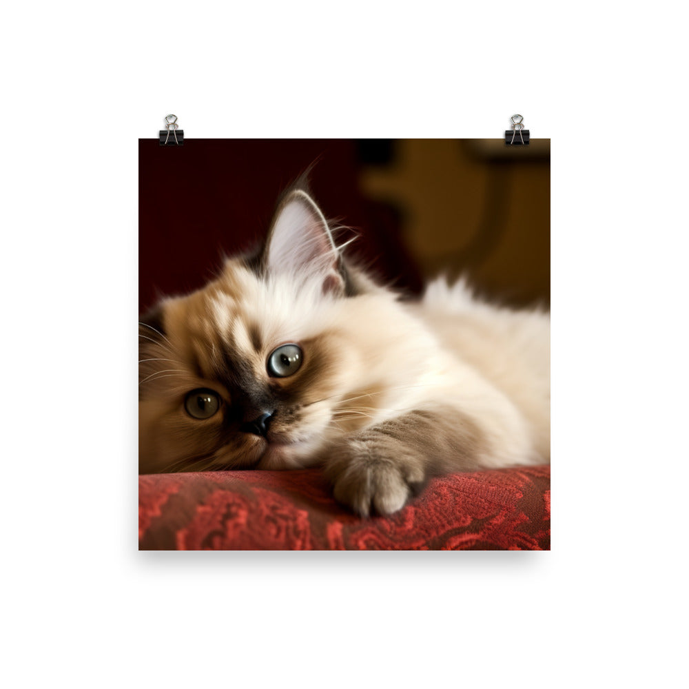 Adorable Himalayan Kitten resting on sofa photo paper poster - Posterfy.AI