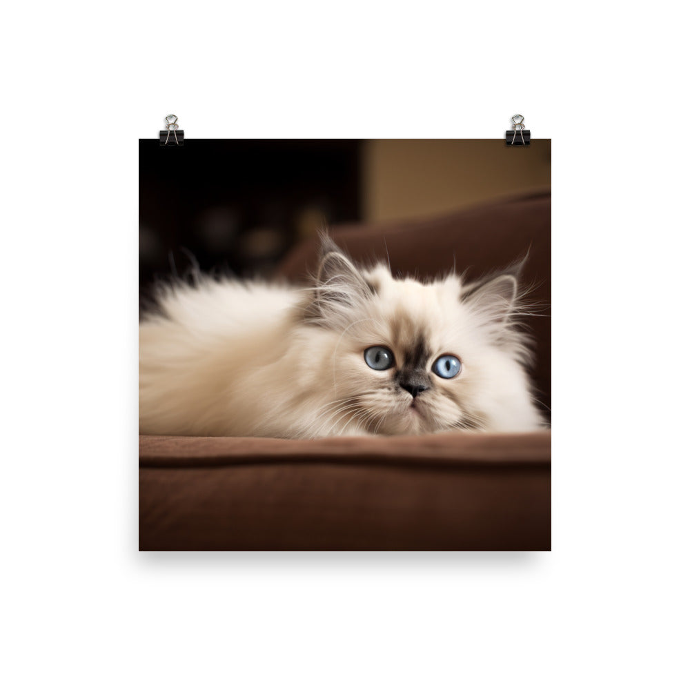 Adorable Himalayan Kitten resting on sofa photo paper poster - Posterfy.AI