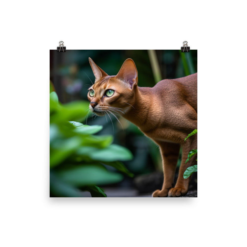 Curious Abyssinian exploring the garden photo paper poster - Posterfy.AI