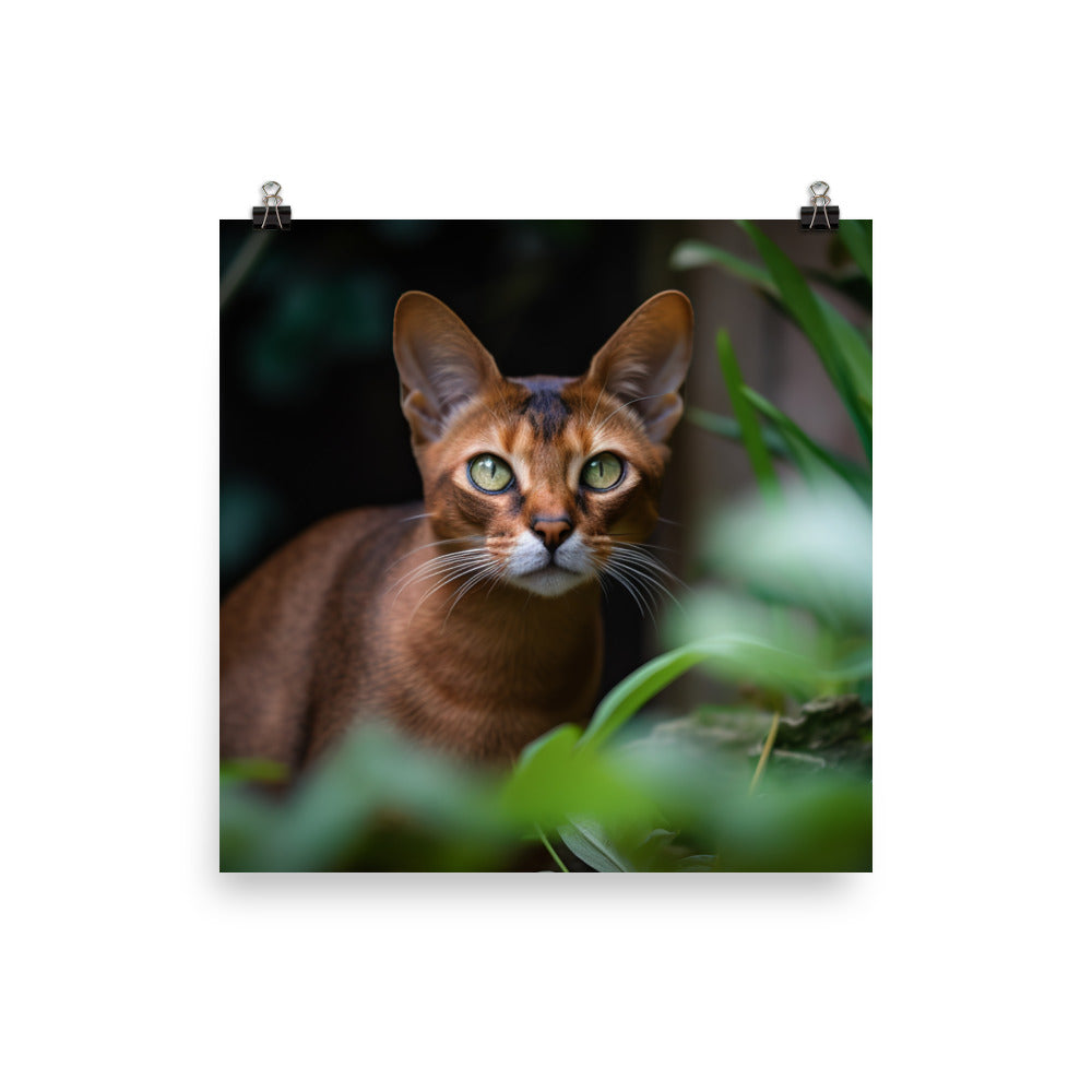 Curious Abyssinian exploring the garden photo paper poster - Posterfy.AI