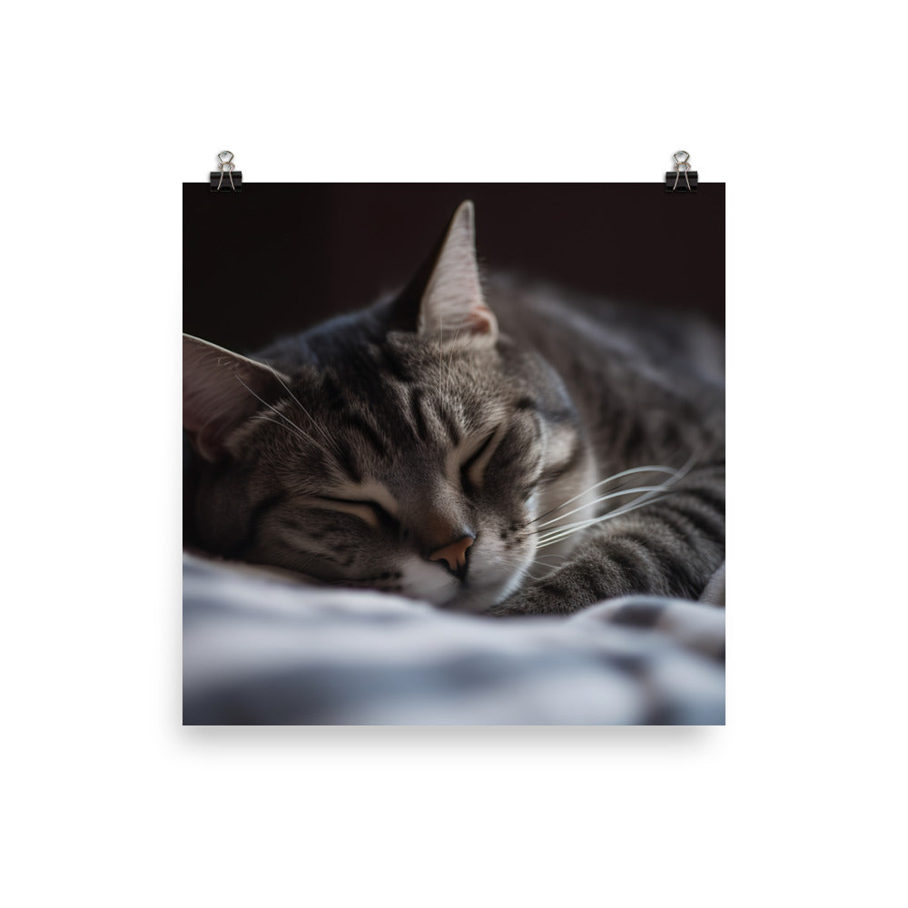 Sleeping American Shorthair in cozy bed photo paper poster - Posterfy.AI