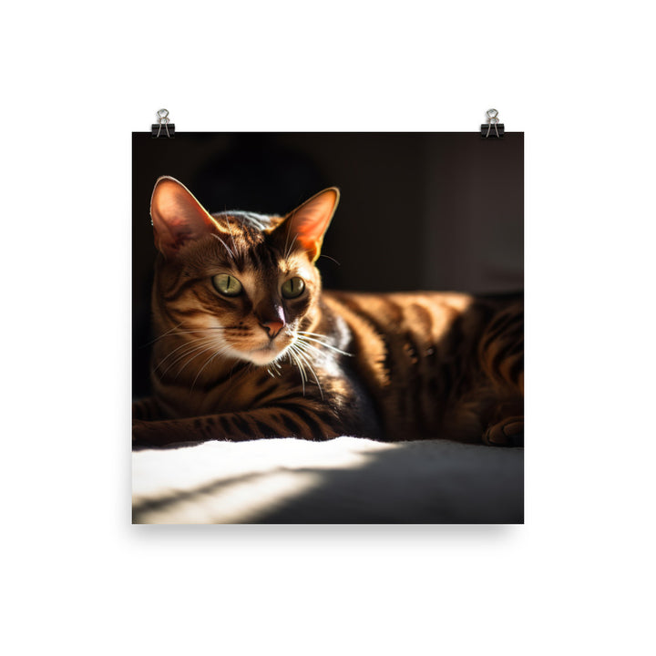 Majestic Bengal Cat Lounging in Sunbeam photo paper poster - Posterfy.AI