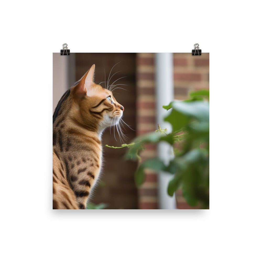 Curious Bengal Cat Watching Bird Outside photo paper poster - Posterfy.AI
