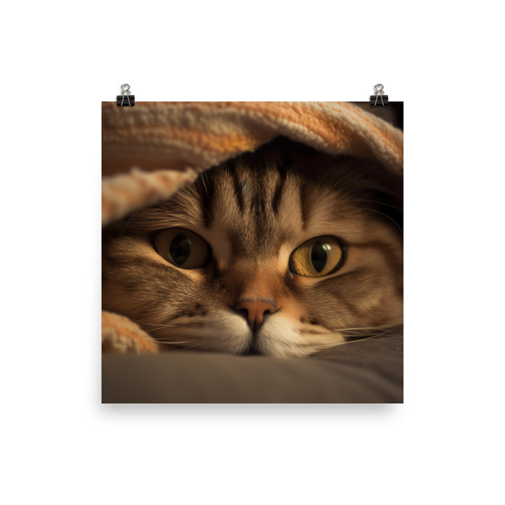 Portrait of a Scottish Fold cat photo paper poster - Posterfy.AI