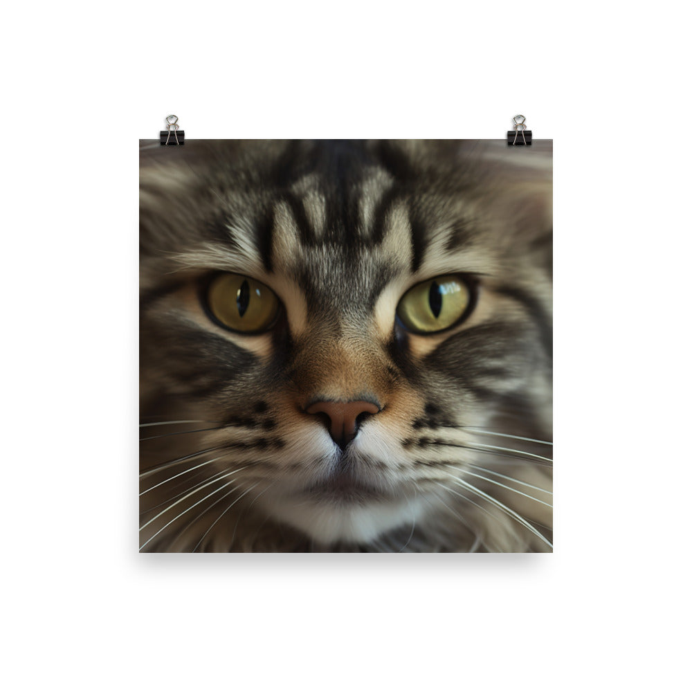 Maine Coon with a Close-Up shot photo paper poster - Posterfy.AI