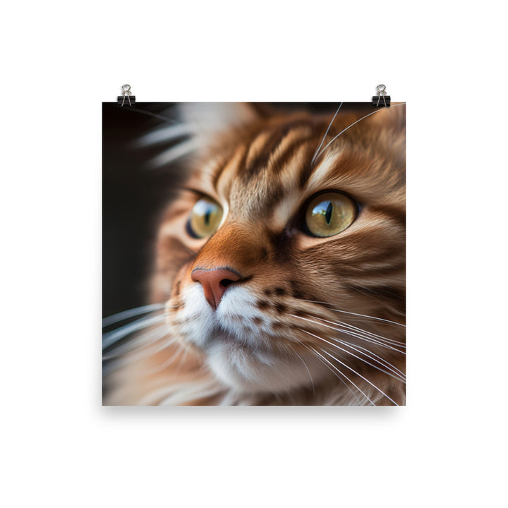 Maine Coon with a Close-Up shot photo paper poster - Posterfy.AI