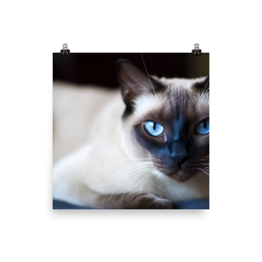 Groomed Siamese Sitting Pretty photo paper poster - Posterfy.AI